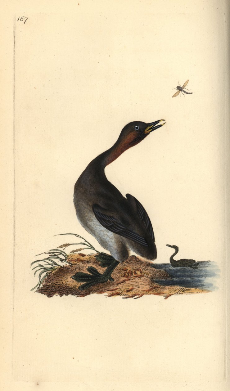 黑颏鸊鷉，Podiceps hebridicus。(小鸊鷉，Tachybaptus ruficollis？）爱德华-多诺万根据他自己的《英国鸟类自然史》绘制和雕刻的手绘铜版，伦敦 作者 爱德华·多诺万