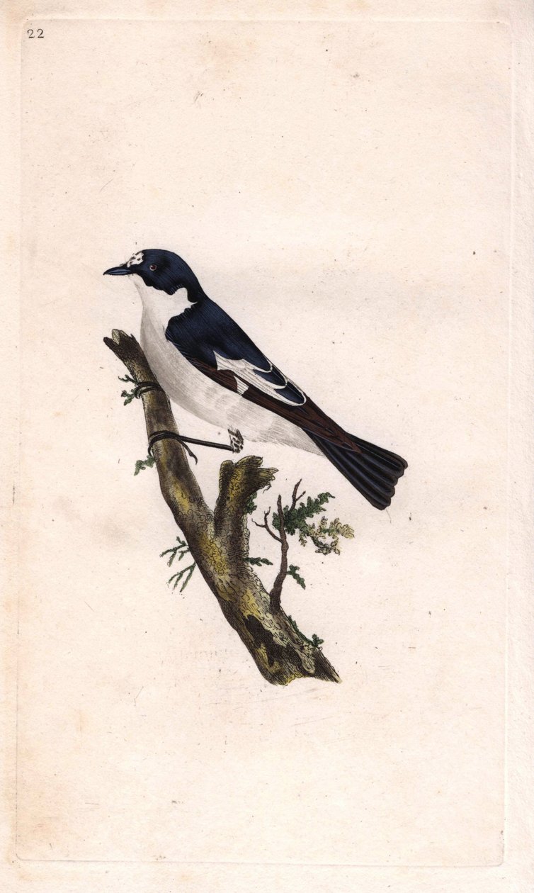 黑食人魔。 Ficedula hypoleuca (Muscicapa atricapilla)。 Edward Donovan (1768-1837) 的铜版画，发表在 Histoire naturelle des oiseaux britaniques，伦敦 作者 爱德华·多诺万