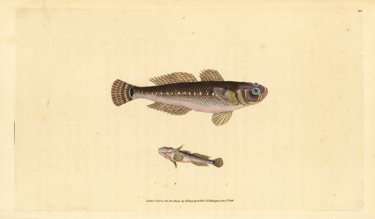黑虾虎鱼，Gobius niger。爱德华-多诺万根据他的《英国鱼类自然史》绘制和雕刻的手绘铜版，多诺万和F.C.和J.雷文顿，伦敦 作者 爱德华·多诺万