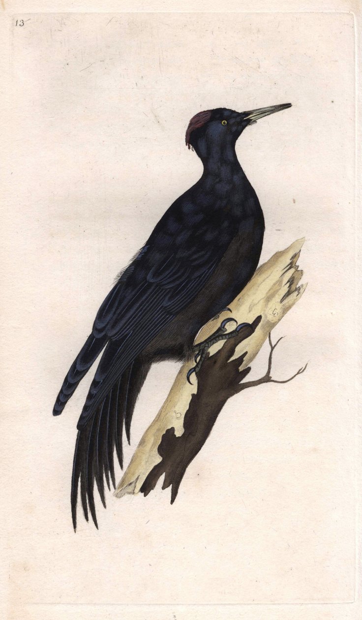 黑峰。Dryocopus martius（Picus martius）。爱德华-多诺万（1768-1837）的铜版画，发表于《英国鸟类自然史》，伦敦 作者 爱德华·多诺万
