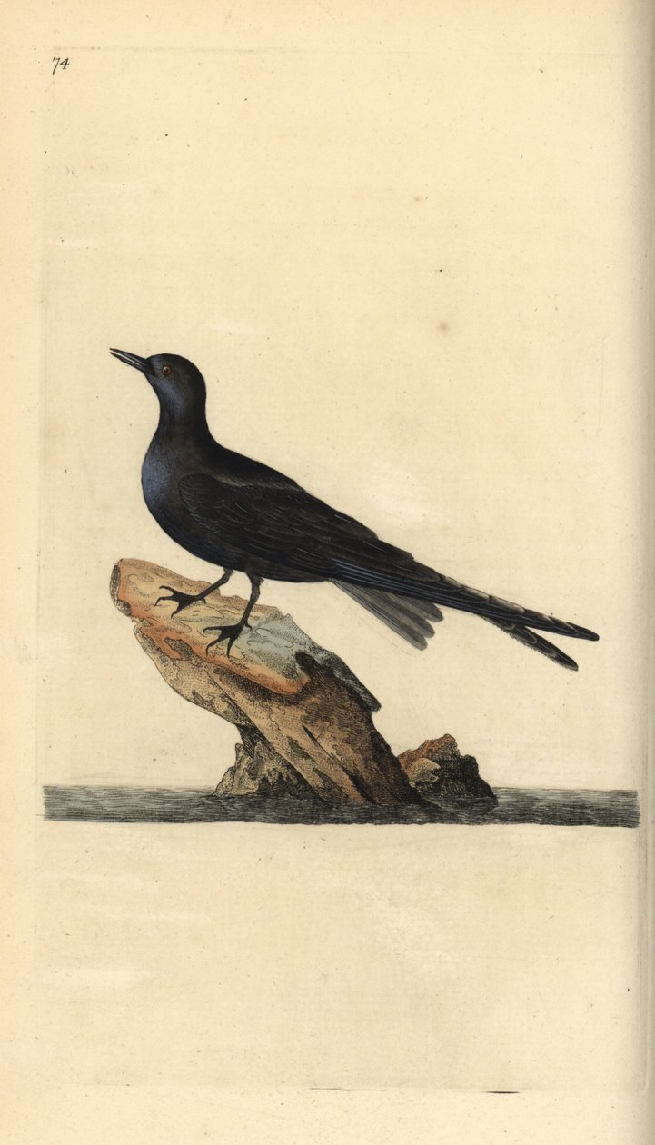 黑燕鸥，Chlidonias niger。爱德华-多诺万根据他自己的《英国鸟类自然史》绘制和雕刻的手绘铜版，伦敦 作者 爱德华·多诺万