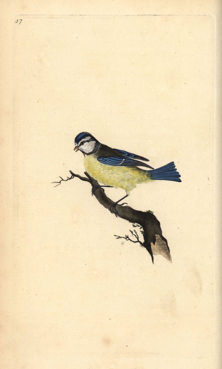 蓝山雀，Cyanistes caeruleus。爱德华-多诺万根据他自己的《英国鸟类自然史》绘制和雕刻的手绘铜版，伦敦 作者 爱德华·多诺万