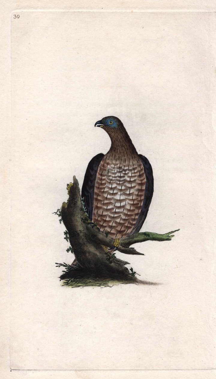 邦德利的远食者。Pernis apivorus（Falco apivorus）。爱德华-多诺万（1768-1837）的铜版画，发表于《英国鸟类自然史》，伦敦 作者 爱德华·多诺万