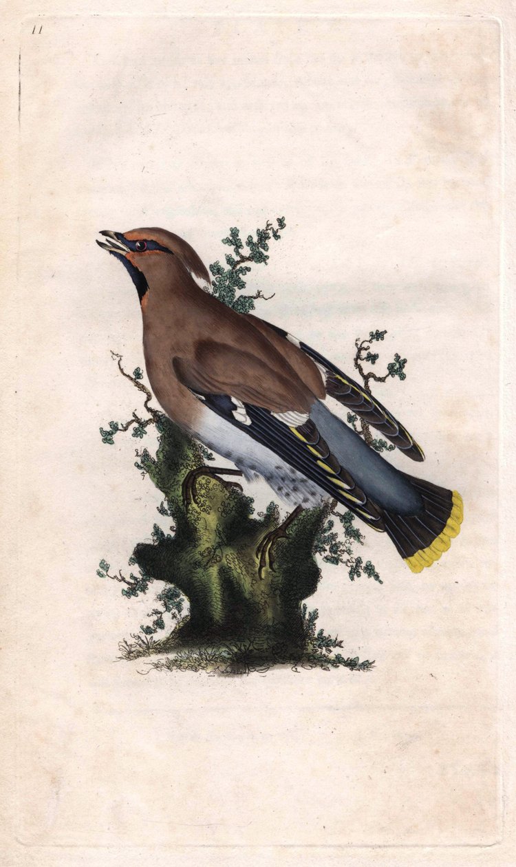 北部碧玉。Bombycilla garrulus（Ampelis garrulus）。爱德华-多诺万（1768-1837）的铜版画，发表于《英国鸟类自然史》，伦敦 作者 爱德华·多诺万