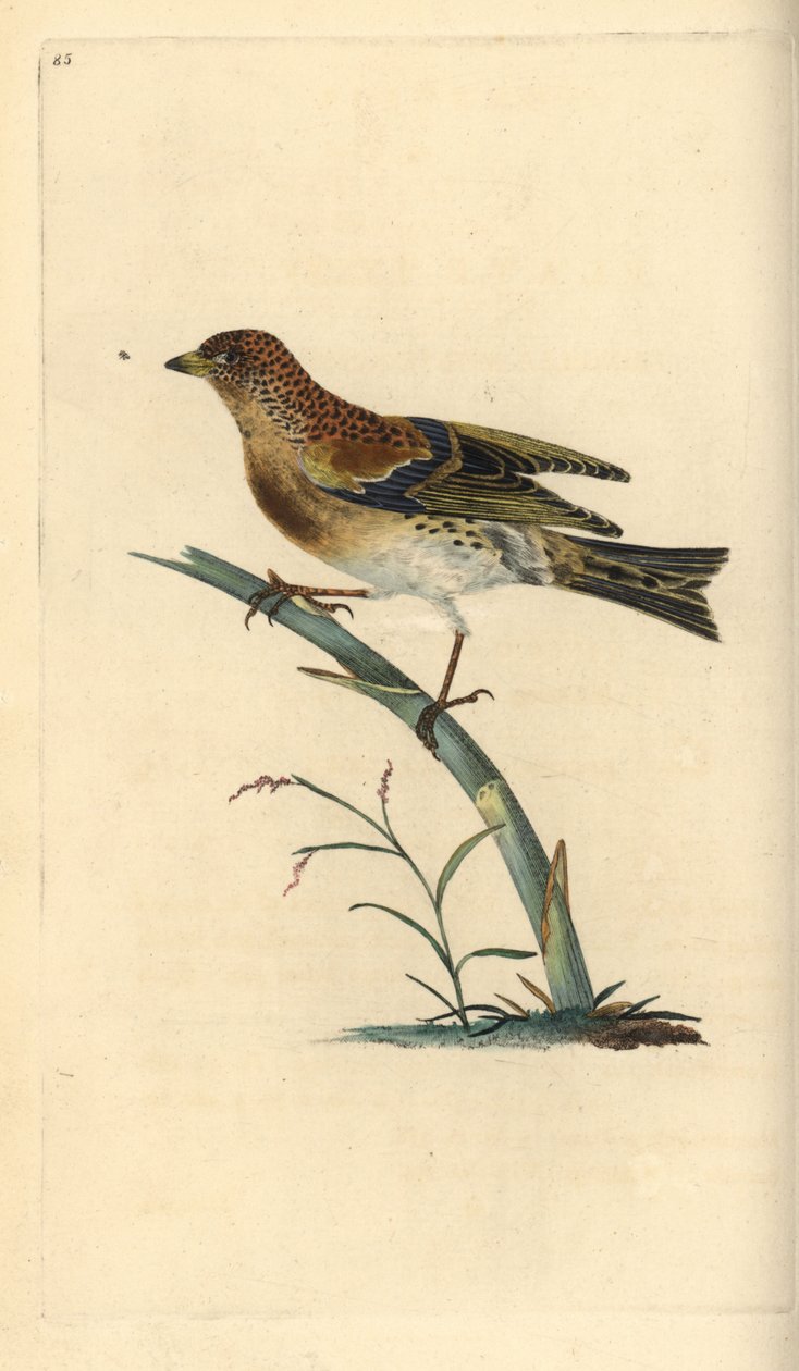 Brambling, Fringilla montifringilla.爱德华-多诺万根据他自己的《英国鸟类自然史》绘制和雕刻的手绘铜版，伦敦 作者 爱德华·多诺万