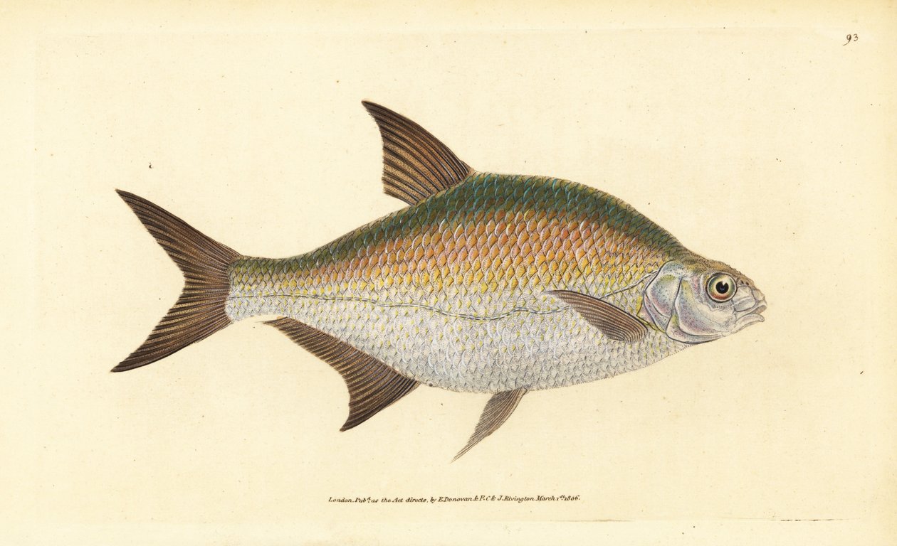 鳊鱼，Abramis brama（Cyprinus brama）。爱德华-多诺万根据他的《英国鱼类自然史》绘制和雕刻的手绘铜版，多诺万和F.C.和J.里文顿，伦敦 作者 爱德华·多诺万