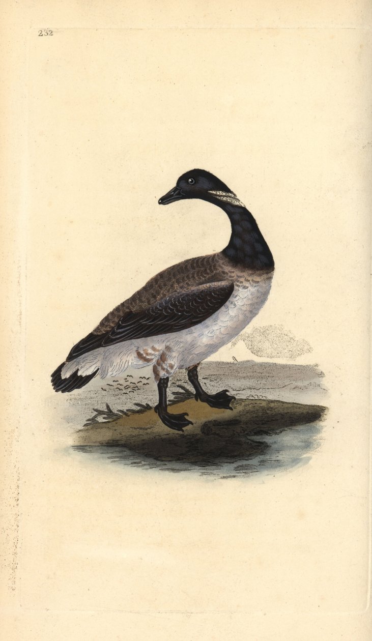 布伦特鹅，Branta bernicla。爱德华-多诺万根据他自己的《英国鸟类自然史》绘制和雕刻的手绘铜版，伦敦 作者 爱德华·多诺万
