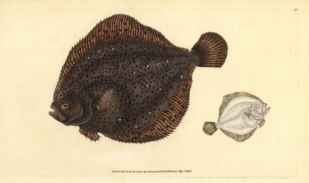 Brill或珍珠，Scophthalmus rhombus（Pleuronectes rhombus）。爱德华-多诺万根据他的《英国鱼类自然史》绘制和雕刻的手绘铜版，多诺万和F.C.和J.Rivington，伦敦 作者 爱德华·多诺万