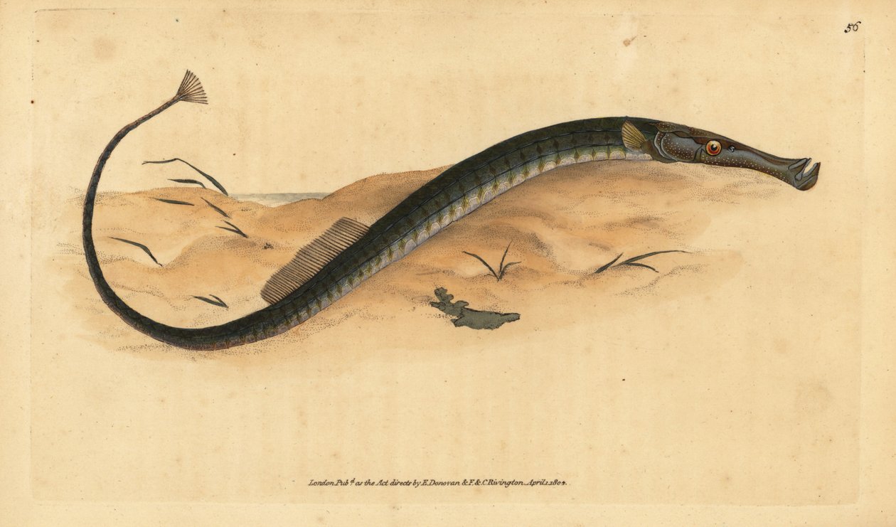 阔鼻鱼或短尾巴鱼。Syngnathus typhle。爱德华-多诺万根据他的《英国鱼类自然史》绘制和雕刻的手绘铜版，多诺万和F.C.和J.Rivington，伦敦 作者 爱德华·多诺万