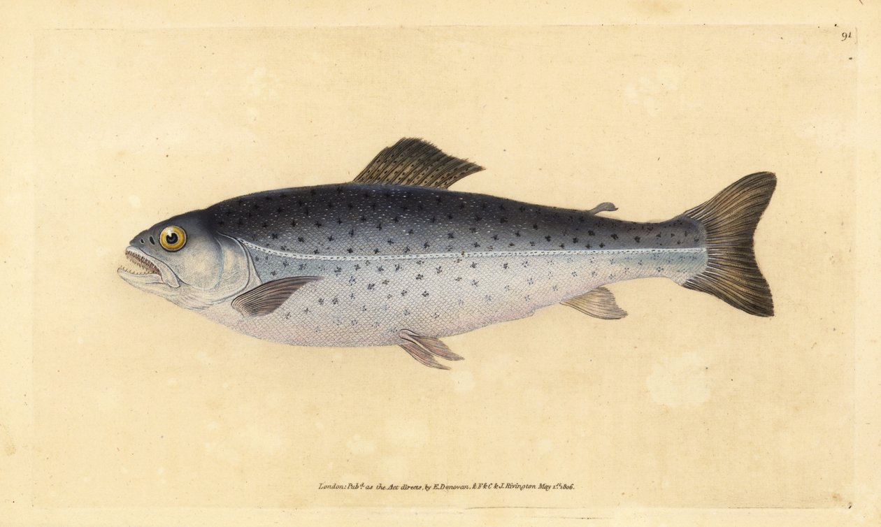 褐鳟，Salmo trutta（Sewen，Salmo cambricus）。 爱德华多诺万从他的英国鱼类自然史、多诺万和 F.C. 和 J. Rivington，伦敦 作者 爱德华·多诺万