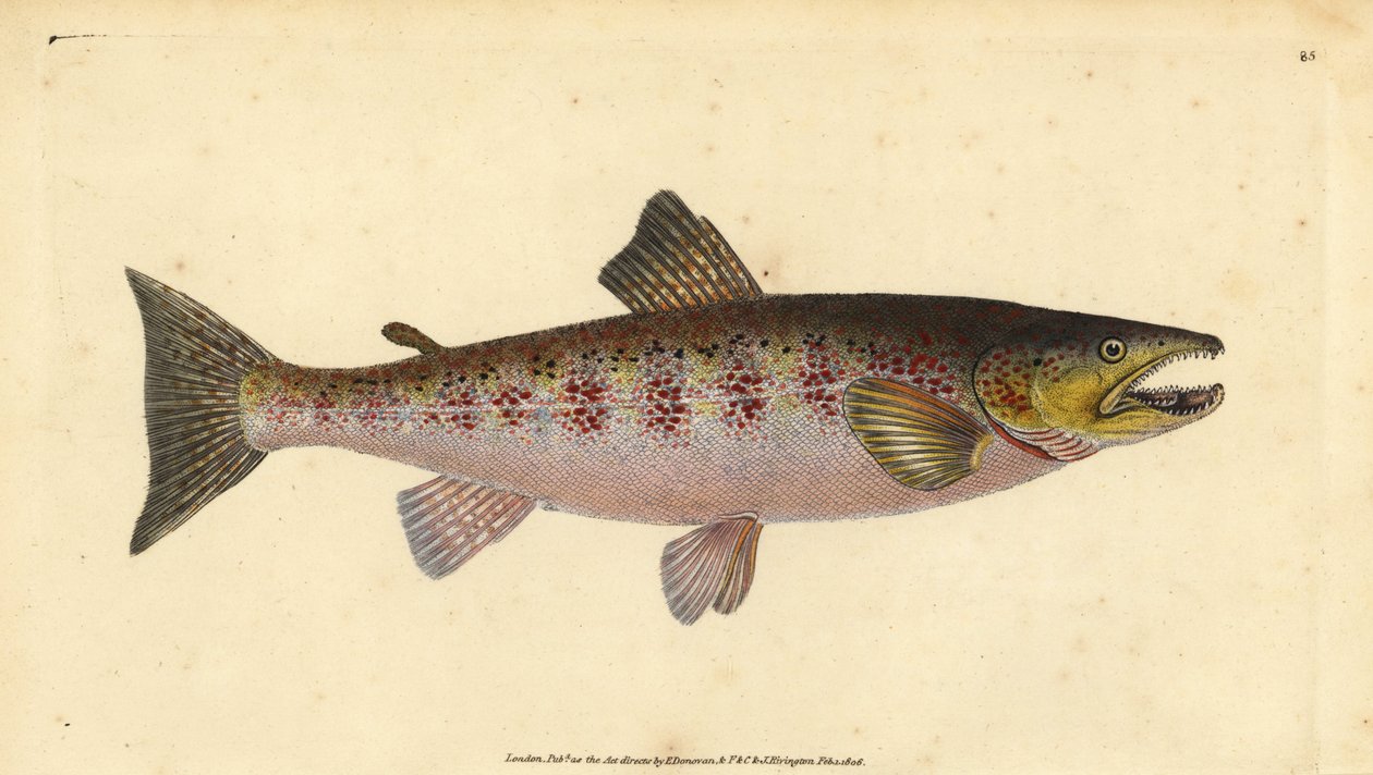 褐鳟鱼，Salmo trutta fario（鳟鱼，Salmo fario）。爱德华-多诺万根据他的《英国鱼类自然史》绘制和雕刻的手绘铜版，多诺万和F.C.和J.里文顿，伦敦 作者 爱德华·多诺万