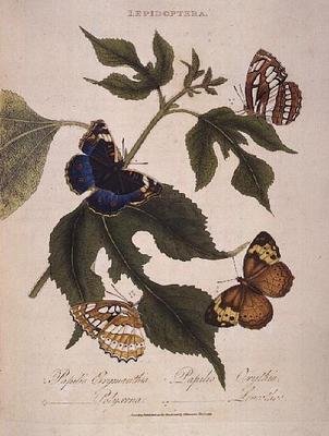 蝴蝶：Erymanthis Papilio; Orythia Papilio; Polyxena Papilio; Leucothoe Papilio，由艺术家出版。 作者 爱德华·多诺万