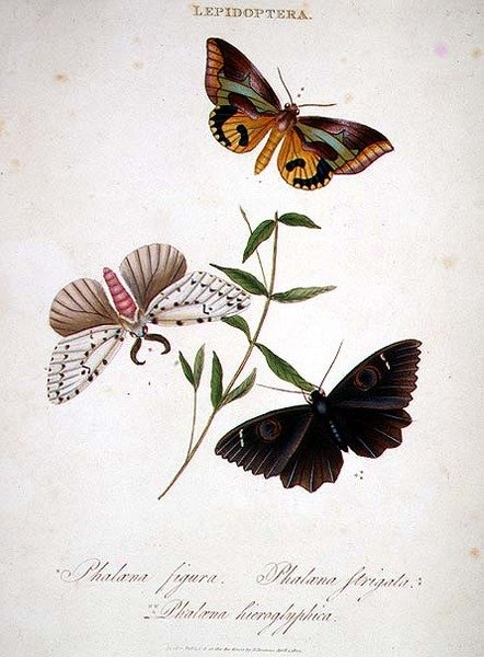 蝴蝶。Phalaena Figura; Phalaena Strigata和Phalaena Hieroglyphica，由艺术家出版。 作者 爱德华·多诺万
