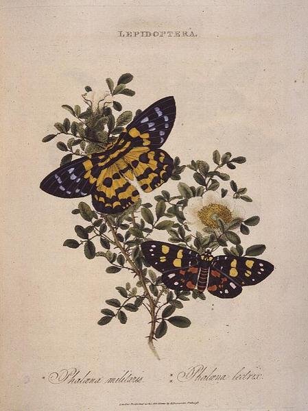 蝴蝶。Phalaena Militaris, Phalaena Lectrix, 由艺术家出版。 作者 爱德华·多诺万