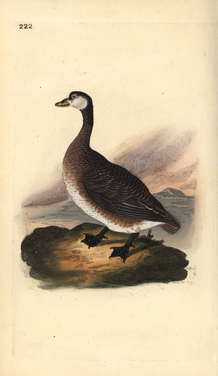 加拿大鹅，Branta canadensis。爱德华-多诺万根据他自己的《英国鸟类自然史》绘制和雕刻的手绘铜版，伦敦 作者 爱德华·多诺万
