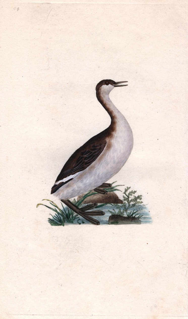 卡斯塔尼小䴙䴘。Tachybaptus ruficollis（Podiceps nigricans）。爱德华-多诺万（1768-1837）的铜版画，发表于《英国鸟类自然史》，伦敦 作者 爱德华·多诺万