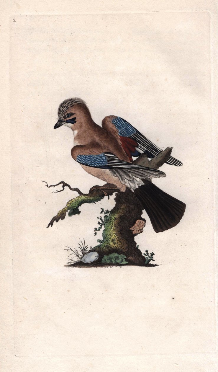 晨曦鸟Garrulus glandarius（Corvus glandarius）。爱德华-多诺万（1768-1837）的铜版画，发表于《英国鸟类自然史》，伦敦 作者 爱德华·多诺万