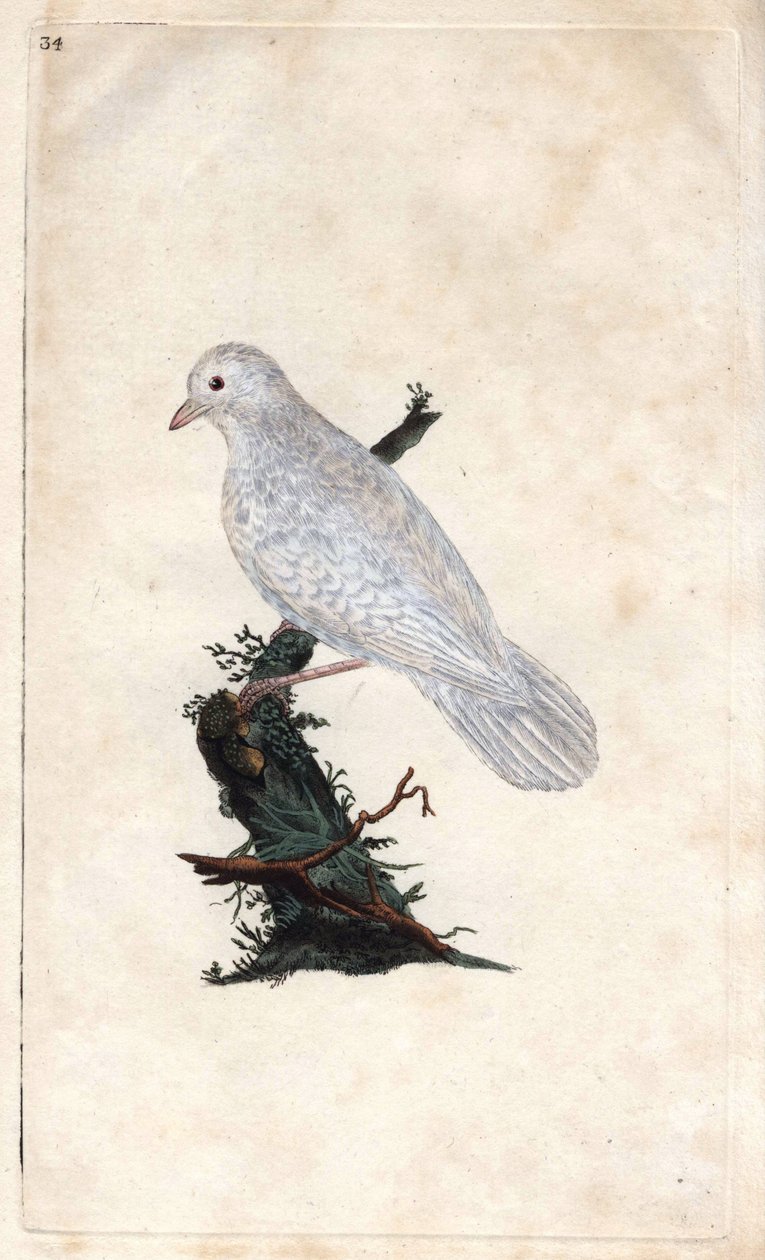 陈杰。 Garrulus 腺瘤。 Edward Donovan（1768-1837）的铜版画，发表在伦敦的英国鸟类自然史 作者 爱德华·多诺万
