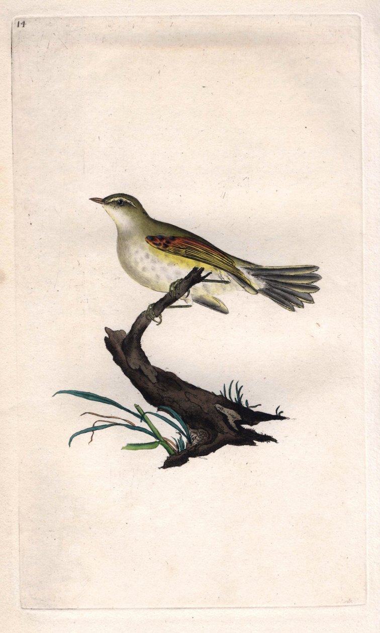 鸡肉fitis。Phylloscopus trochilus（Motacilla trochilus）。爱德华-多诺万（1768-1837）的铜版画，发表于《英国鸟类自然史》，伦敦 作者 爱德华·多诺万