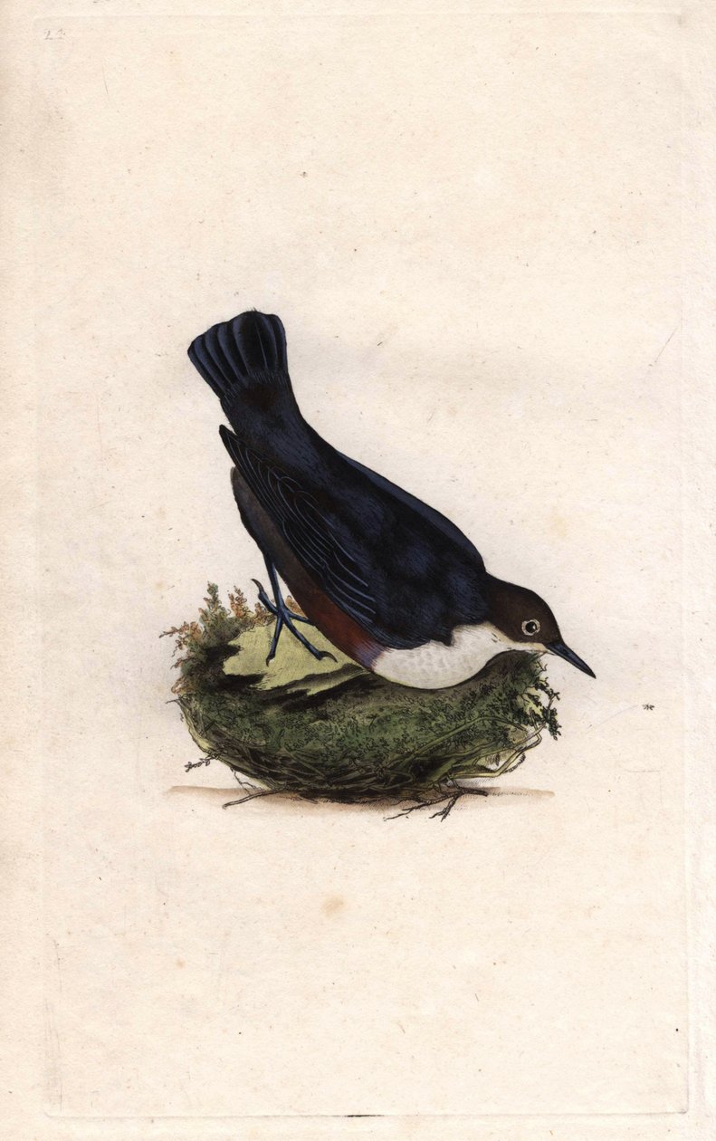Cincle潜水员。Cinclus cinclus（Sturnus cinclus）。爱德华-多诺万（1768-1837）的铜版画，发表于《英国鸟类自然史》，伦敦 作者 爱德华·多诺万