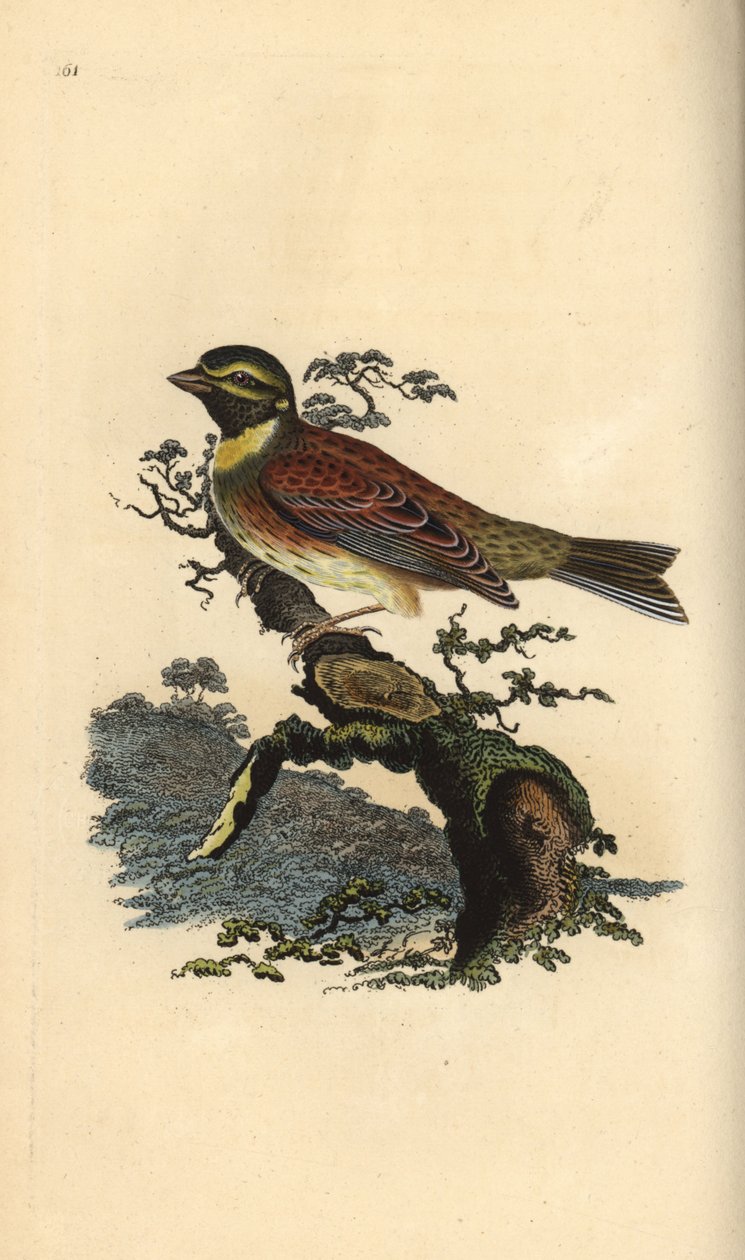 Cirl bunting, Emberiza cirlus.爱德华-多诺万根据他自己的《英国鸟类自然史》绘制和雕刻的手绘铜版，伦敦 作者 爱德华·多诺万