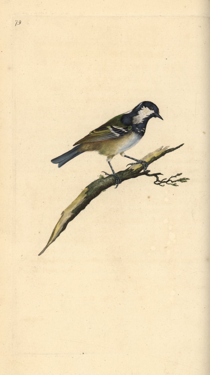 煤它，Periparus ater。爱德华-多诺万根据他自己的《英国鸟类自然史》绘制和雕刻的手绘铜版，伦敦 作者 爱德华·多诺万
