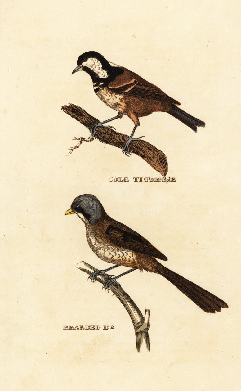 煤山雀、Parus ater 和有胡子的狍子、Panurus biarmicus 作者 爱德华·多诺万