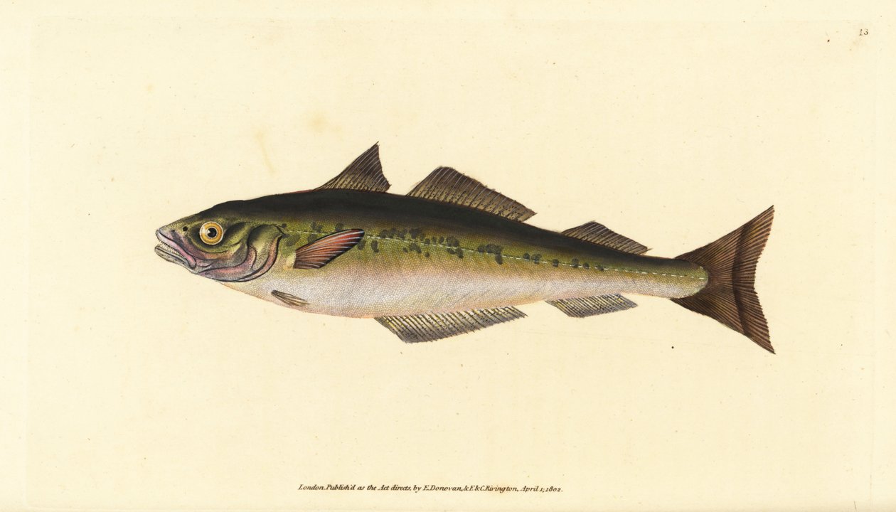 Coalfish或saithe，Pollachius virens（Gadus carbonarius）。爱德华-多诺万根据他的《英国鱼类自然史》绘制和雕刻的手绘铜版，多诺万和F.C.和J.里文顿，伦敦 作者 爱德华·多诺万