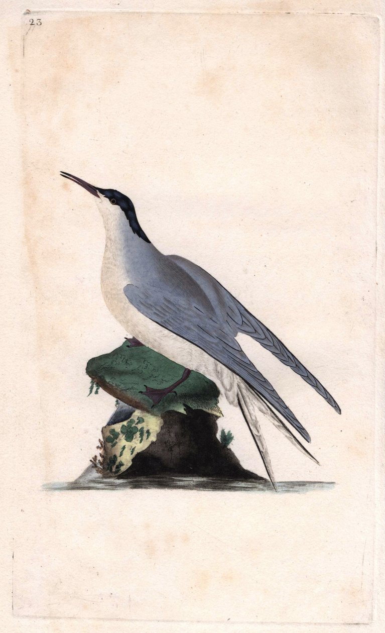 普通燕鸥。Sterna hirundo。爱德华-多诺万（1768-1837）的铜版画，发表于《英国鸟类自然史》，伦敦 作者 爱德华·多诺万