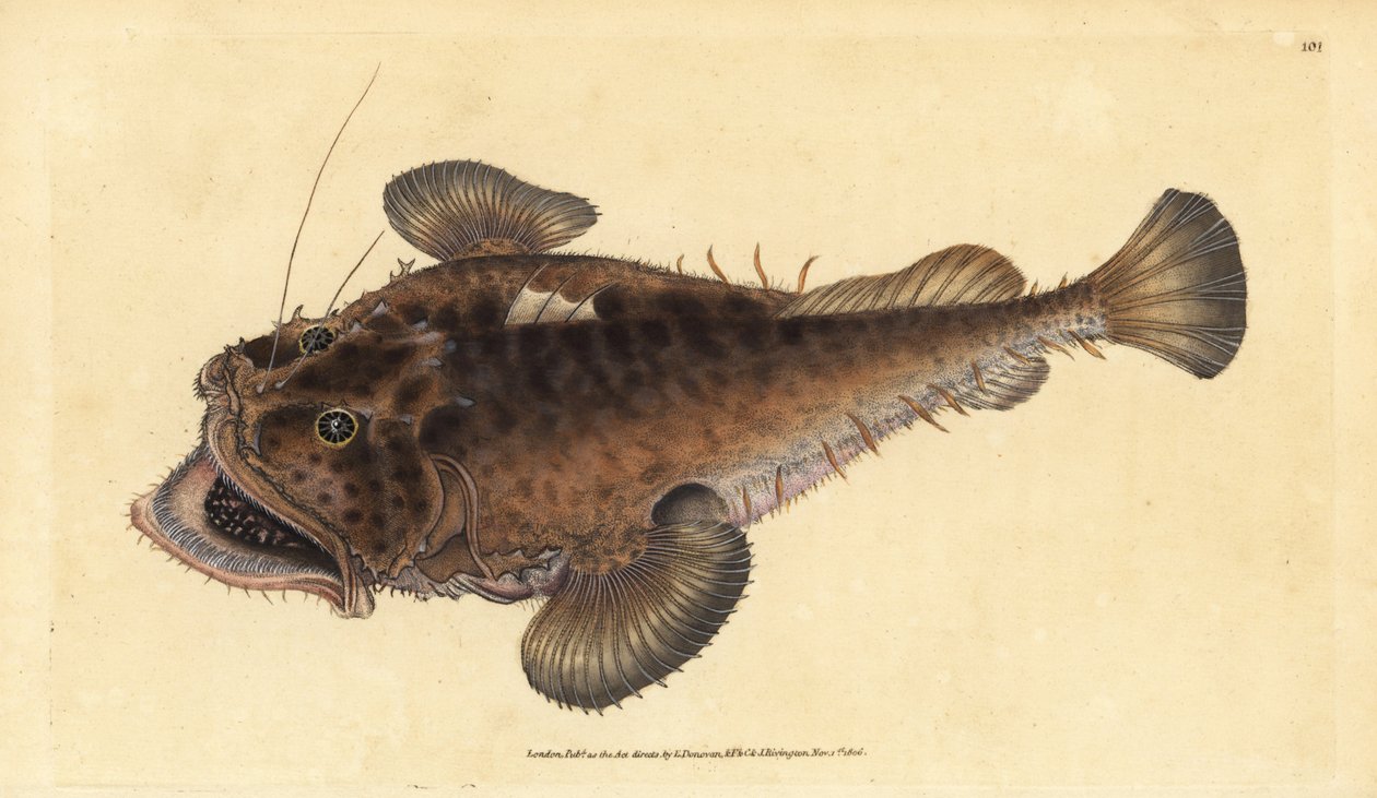 常见的垂钓者鱼，Lophius piscatorius。爱德华-多诺万根据他的《英国鱼类自然史》绘制和雕刻的手绘铜版，多诺万和F.C.和J.雷文顿，伦敦 作者 爱德华·多诺万
