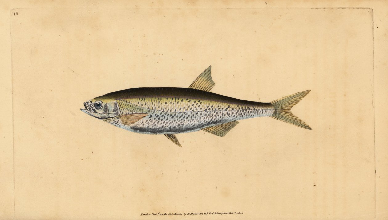 普通鲌鱼，Alburnus alburnus（Cyprinus alburnus）。爱德华-多诺万根据他的《英国鱼类自然史》绘制和雕刻的手绘铜版，多诺万和F.C.和J.里文顿，伦敦 作者 爱德华·多诺万