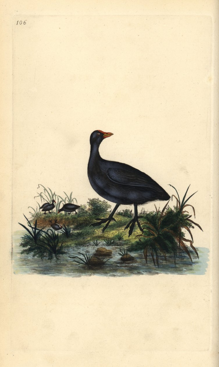 普通库特，Fulica atra。爱德华-多诺万根据他自己的《英国鸟类自然史》绘制和雕刻的手绘铜版，伦敦 作者 爱德华·多诺万