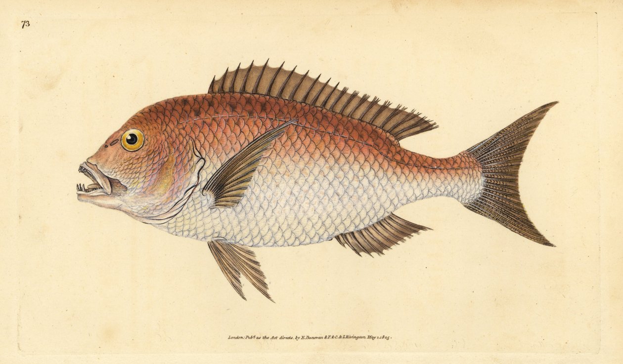 常见的dentex，dentex dentex。脆弱的。(Four-toothed sparus, Sparus dentex)。爱德华-多诺万根据他的《英国鱼类自然史》绘制和雕刻的手绘铜版，多诺万和F.C.和J.里文顿，伦敦 作者 爱德华·多诺万