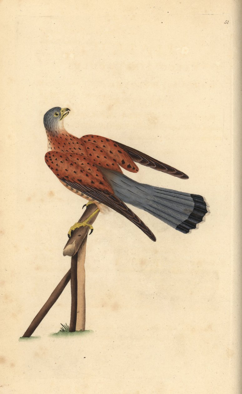 普通红隼，Falco tinnunculus。爱德华-多诺万根据他自己的《英国鸟类自然史》绘制和雕刻的手绘铜版，伦敦 作者 爱德华·多诺万