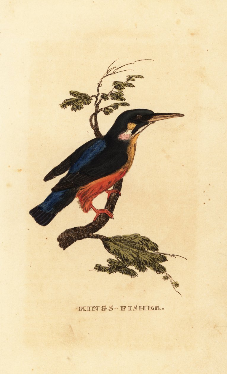 共同的翠鸟，Alcedo atthis 作者 爱德华·多诺万