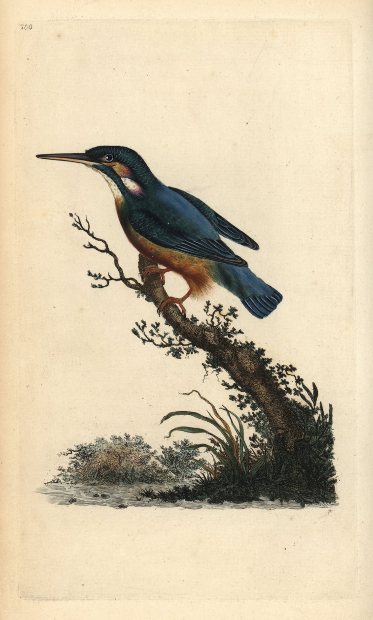 普通翠鸟，Alcedo atthis。爱德华-多诺万根据他自己的《英国鸟类自然史》绘制和雕刻的手绘铜版，伦敦 作者 爱德华·多诺万
