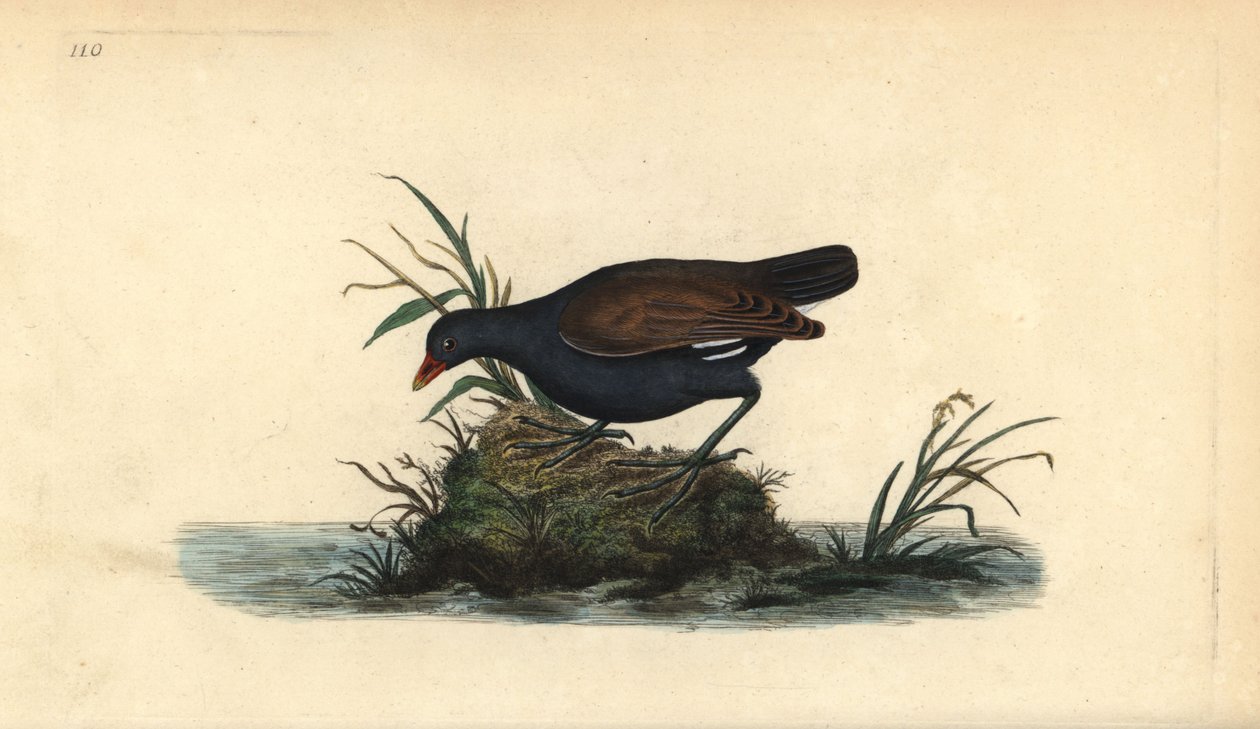 普通摩尔人，Gallinula chloropus。爱德华-多诺万根据他自己的《英国鸟类自然史》绘制和雕刻的手绘铜版，伦敦 作者 爱德华·多诺万