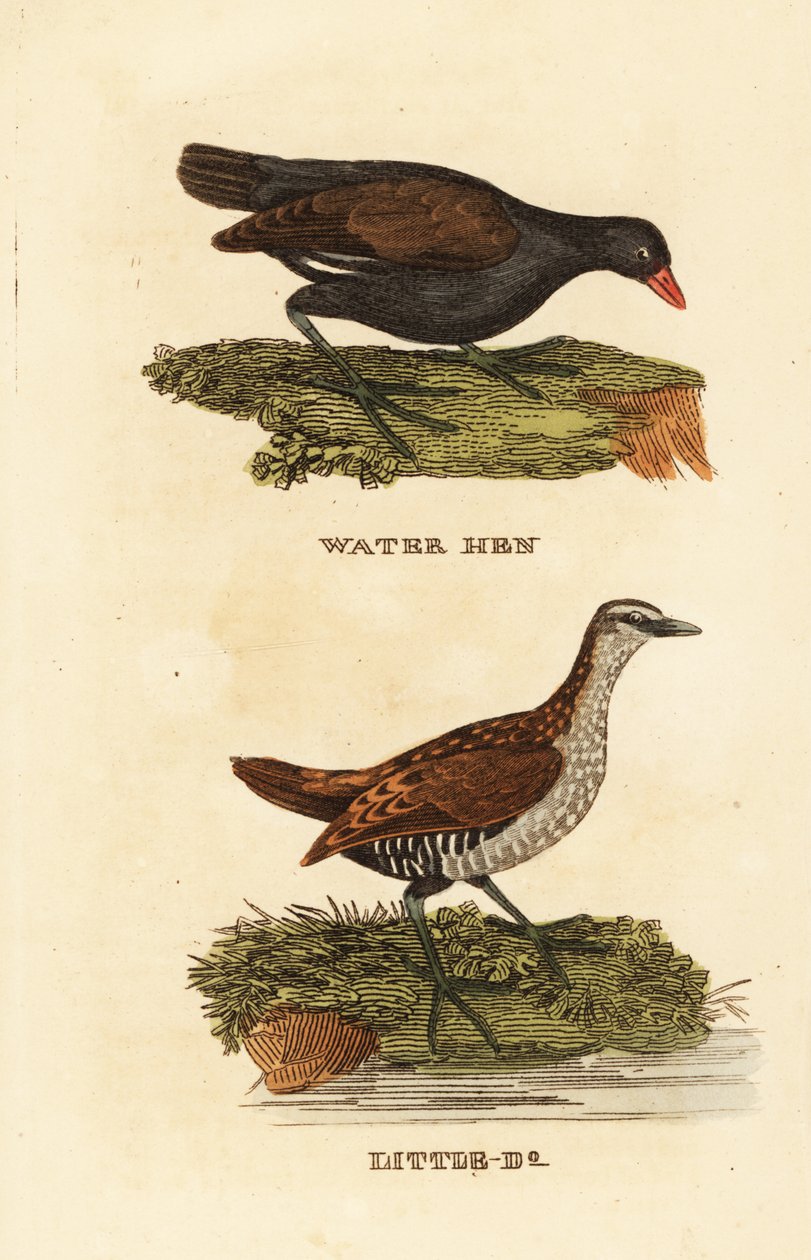 常见的摩尔母鸡、Gallinula chloropus 和斑点龟、Porzana porzana 作者 爱德华·多诺万