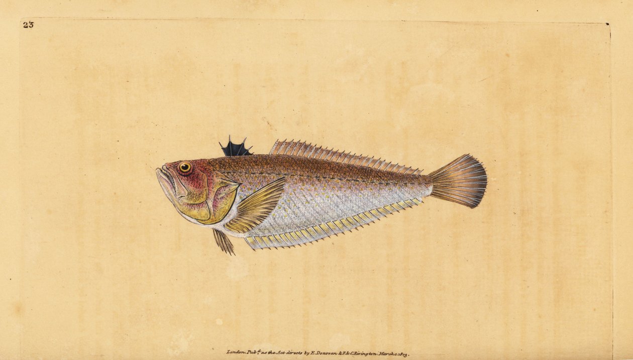 普通或大黄鱼，Trachinus draco。爱德华-多诺万根据他的《英国鱼类自然史》绘制和雕刻的手绘铜版，多诺万和F.C.和J.雷文顿，伦敦 作者 爱德华·多诺万