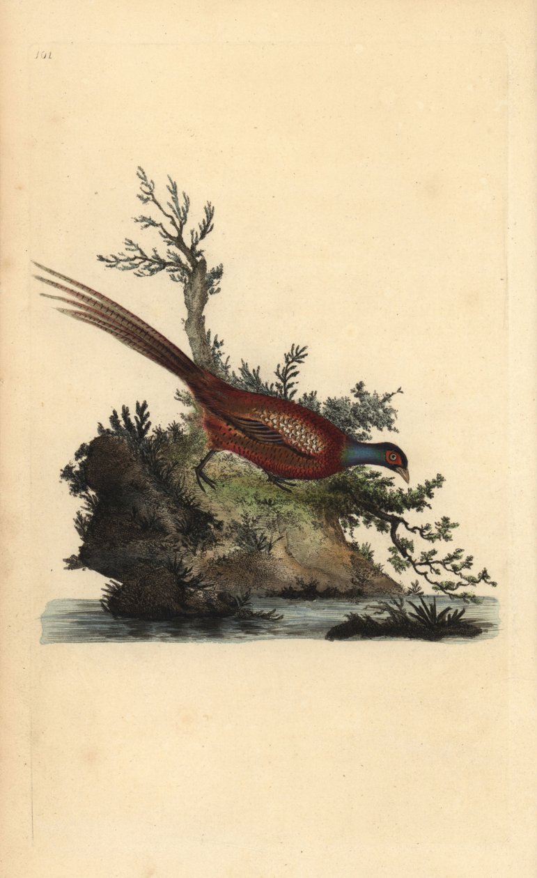 普通野鸡，Phasianus colchicus。爱德华-多诺万根据他自己的《英国鸟类自然史》绘制和雕刻的手绘铜版，伦敦 作者 爱德华·多诺万