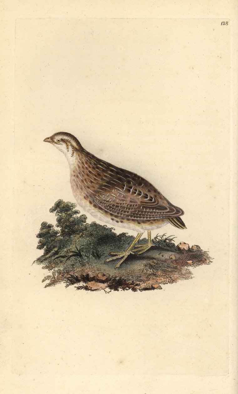 普通鹌鹑，Coturnix coturnix。爱德华-多诺万根据他自己的《英国鸟类自然史》（1794-1819）绘制和雕刻的手绘铜版画。爱德华-多诺万（1768-1837）是一位英裔爱尔兰业余动物学家、作家、艺术家和雕刻家。他的作品 作者 爱德华·多诺万