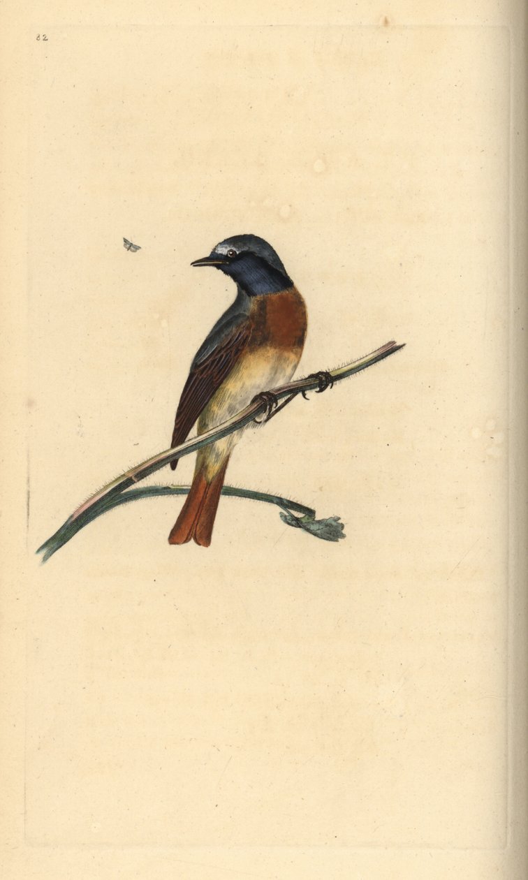 普通红尾鸲，Phoenicurus phoenicurus。爱德华-多诺万根据他自己的《英国鸟类自然史》绘制和雕刻的手绘铜版，伦敦 作者 爱德华·多诺万