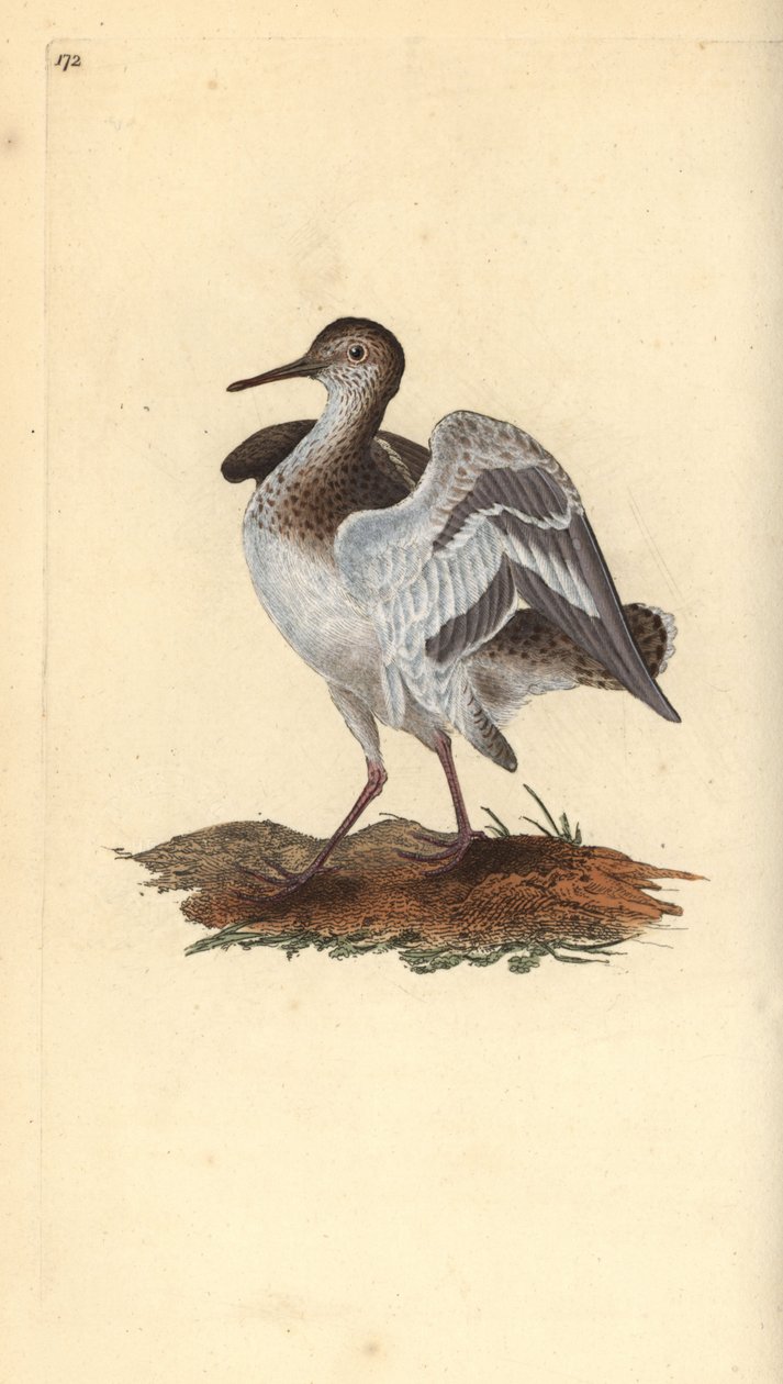 普通矶鹞，Actitis hypoleucos。爱德华-多诺万根据他自己的《英国鸟类自然史》绘制和雕刻的手绘铜版，伦敦 作者 爱德华·多诺万