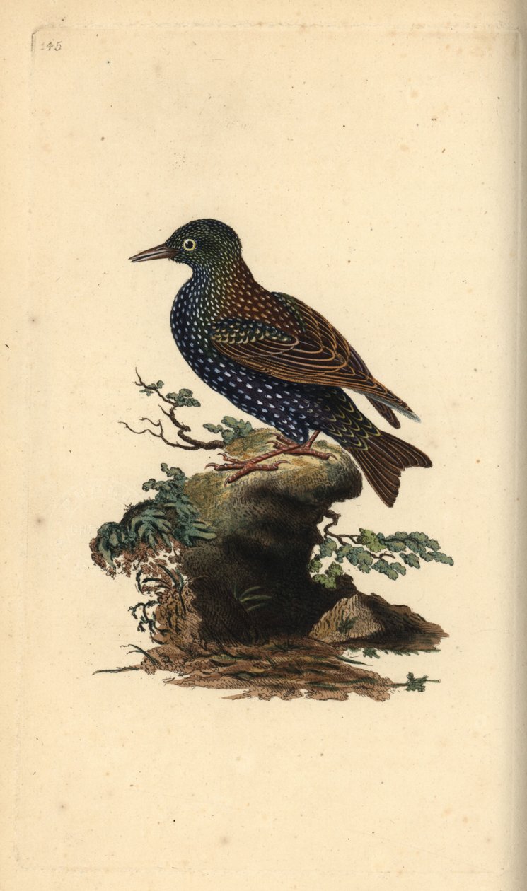 普通椋鸟，Sturnus vulgaris。爱德华-多诺万根据他自己的《英国鸟类自然史》绘制和雕刻的手绘铜版，伦敦 作者 爱德华·多诺万