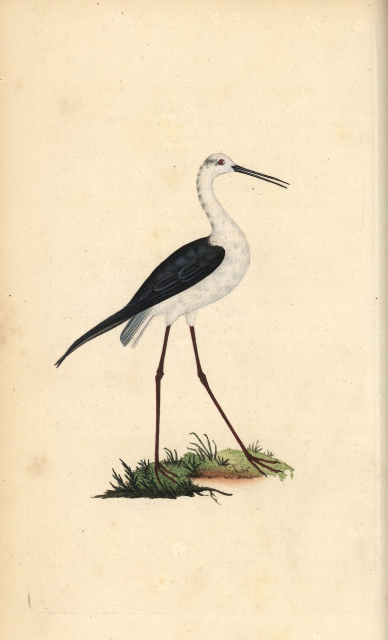 普通高跷，Himantopus himantopus。爱德华-多诺万根据他自己的《英国鸟类自然史》绘制和雕刻的手绘铜版，伦敦 作者 爱德华·多诺万
