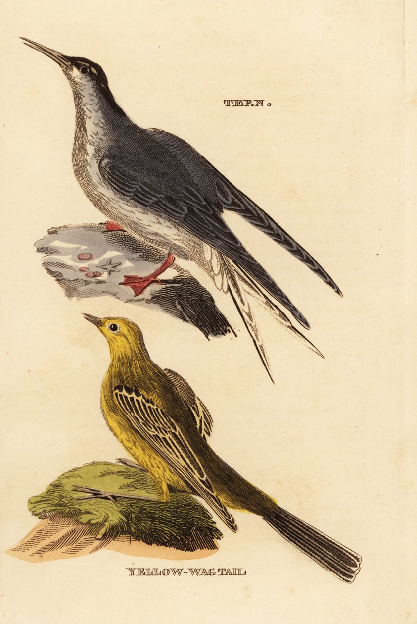 普通燕鸥，Sterna hirundo，和黄鹡鸰，Motacilla flava 作者 爱德华·多诺万