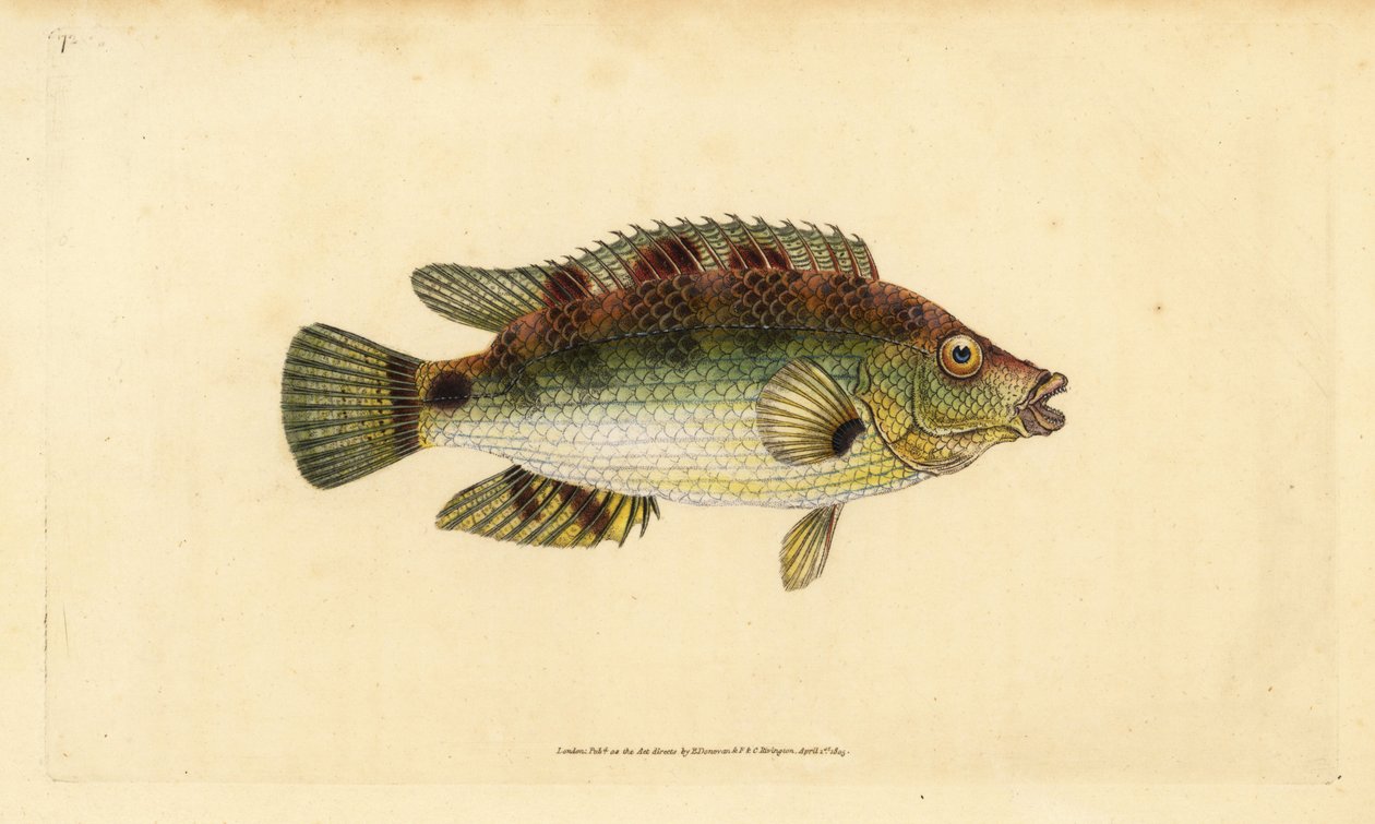 Corkwing wrasse，Symphodus melops（Goldfinny，Labrus cornubius）。爱德华-多诺万根据他的《英国鱼类自然史》绘制和雕刻的手绘铜版，多诺万和F.C.和J.里文顿，伦敦 作者 爱德华·多诺万
