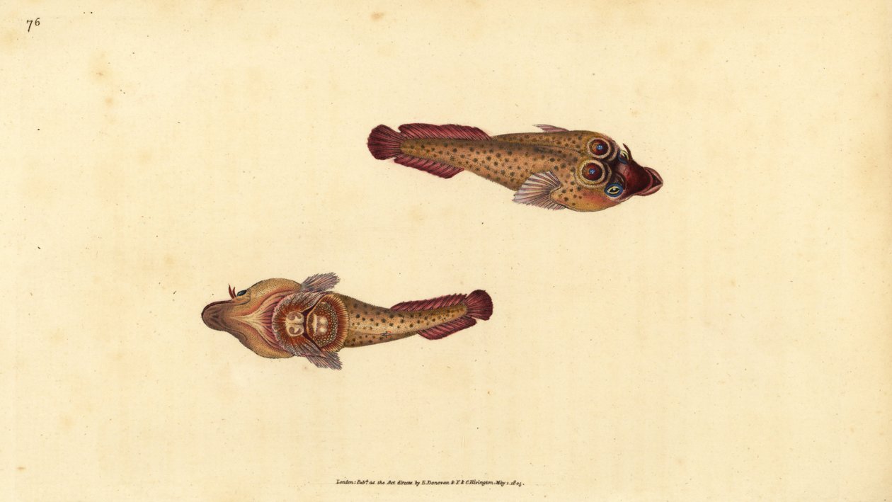 康乃馨吸盘，Lepadogaster purpurea（Ocellated sucker，Cyclopterus ocellatus）。爱德华-多诺万根据他的《英国鱼类自然史》绘制和雕刻的手绘铜版，多诺万和F.C.和J.Rivington，伦敦 作者 爱德华·多诺万