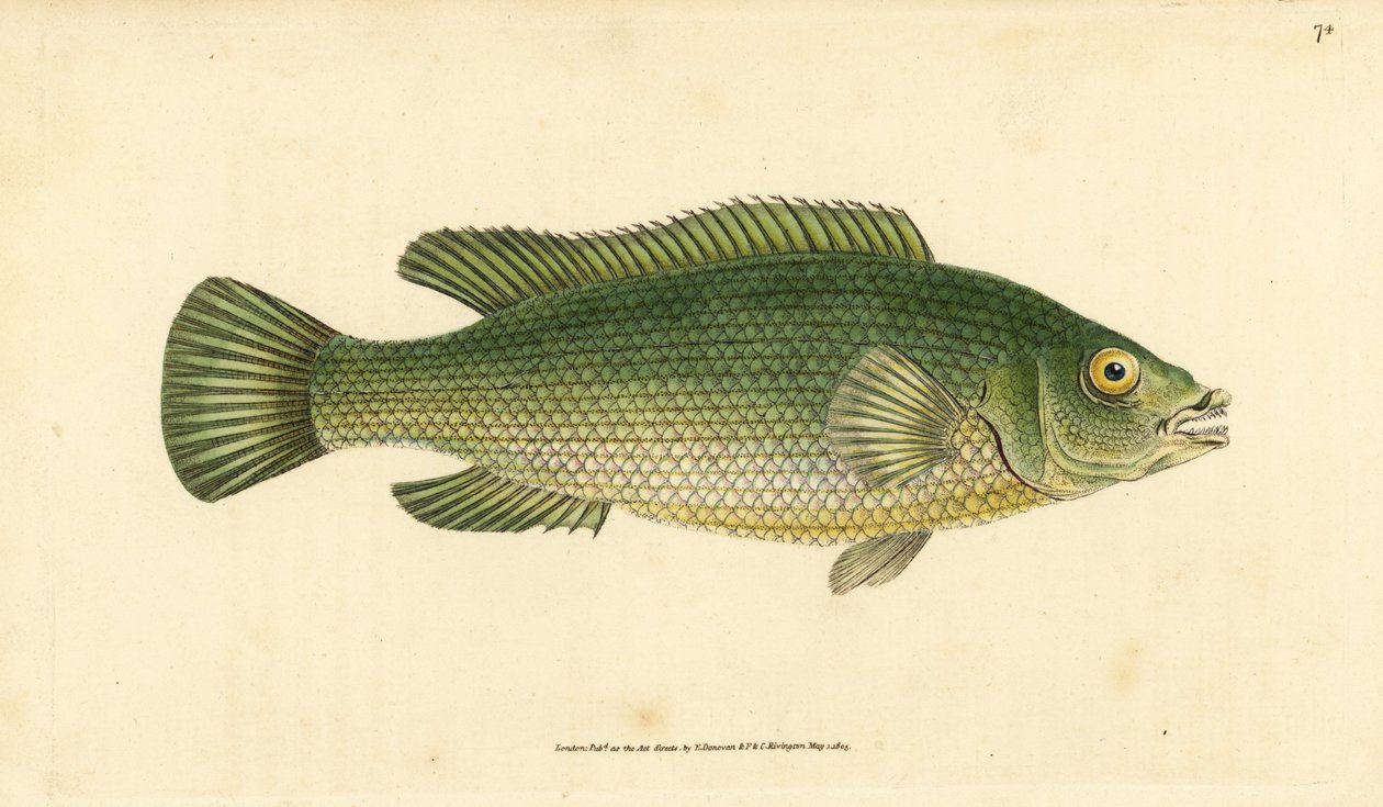 杜鹃鱼，Labrus mixtus (Streaked wrasse, Labrus lineatus)。爱德华-多诺万根据他的《英国鱼类自然史》绘制和雕刻的手绘铜版，多诺万和F.C.和J.里文顿，伦敦 作者 爱德华·多诺万