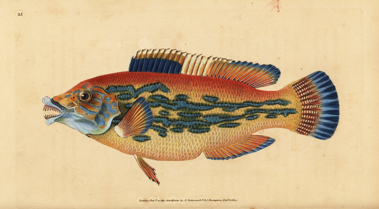 杜鹃鱼，Labrus mixtus（条纹鱼，Labrus variegatus）。爱德华-多诺万根据他的《英国鱼类自然史》绘制和雕刻的手绘铜版，多诺万和F.C.和J.里文顿，伦敦 作者 爱德华·多诺万